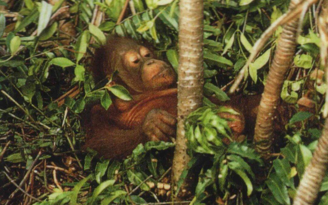 Doppelt so viele Sumatra-Orang-Utans wie angenommen