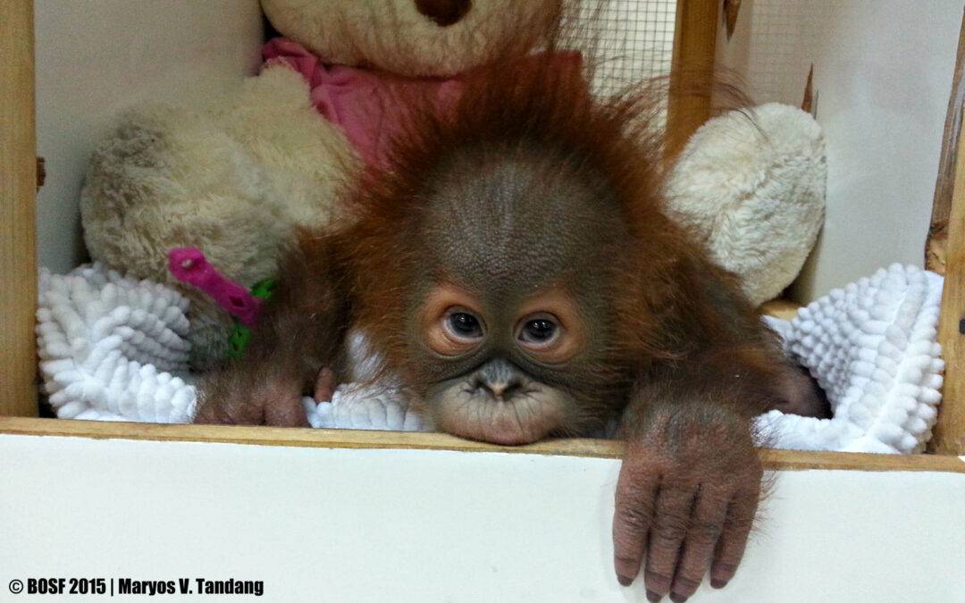 Zwei Orang-Utan Babys, die nach Kuwait geschmug­gelt wurden, kehren zurück nach Hause