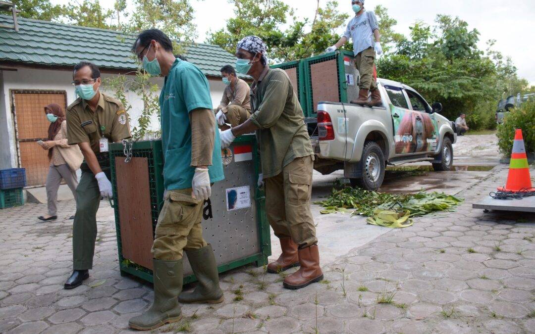 Zwölf Orang-Utans machen sich auf den Weg in die Freiheit