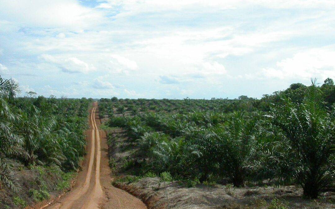 EU-Parla­ment macht sich stark für nach­hal­tige Palmölproduktion