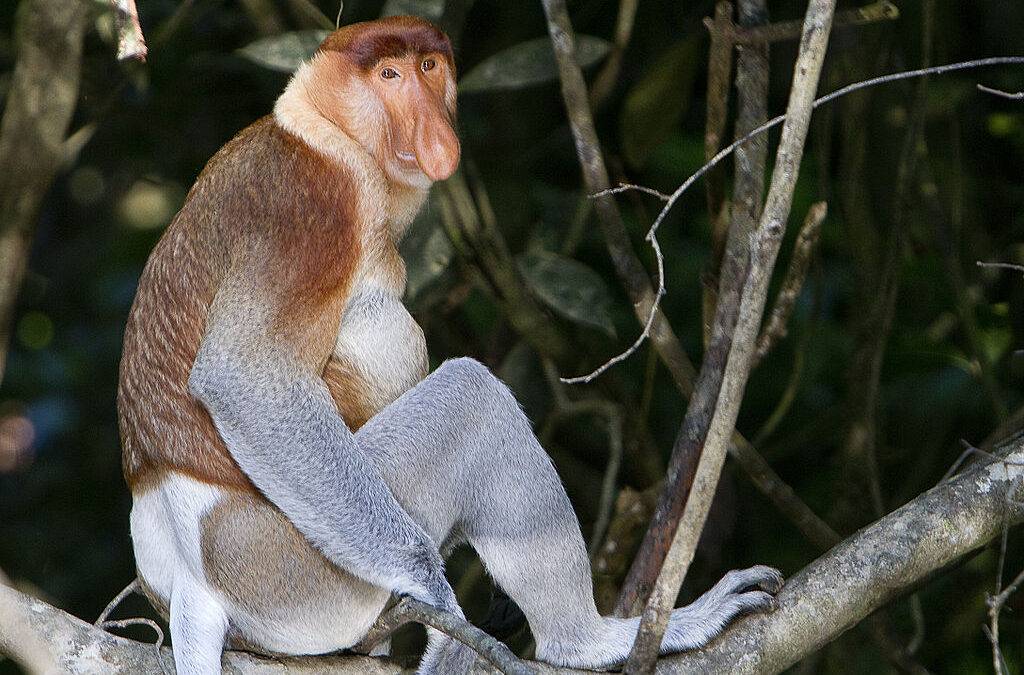 Tiere aus Kalimantan