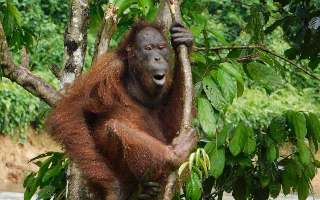 Ein neues Leben: Sechs Orang-Utans in Frei­heit entlassen