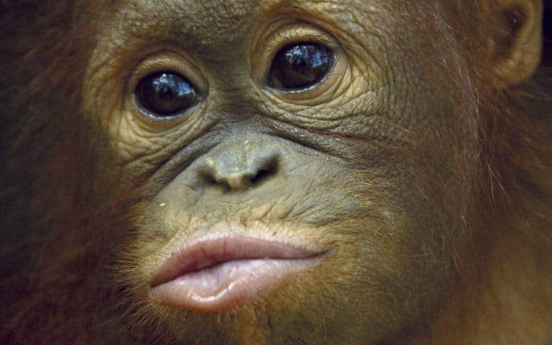 Asientag im Zoo Krefeld