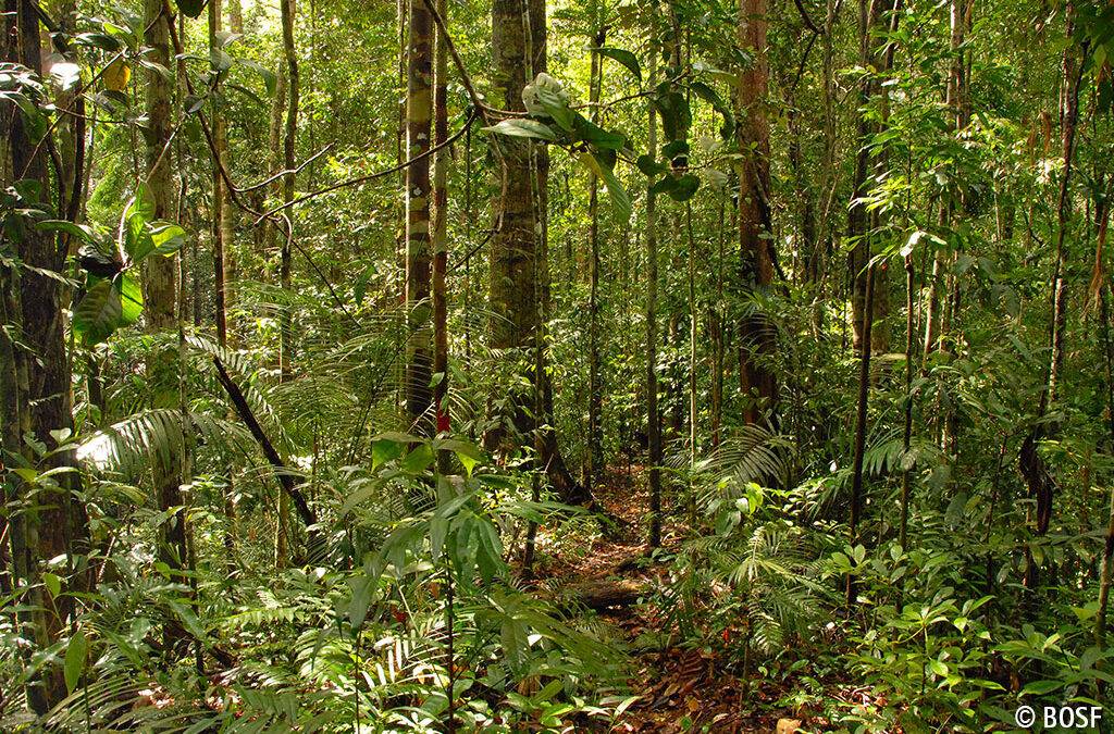 Regen­wald­schutz und Regenwaldbedrohung