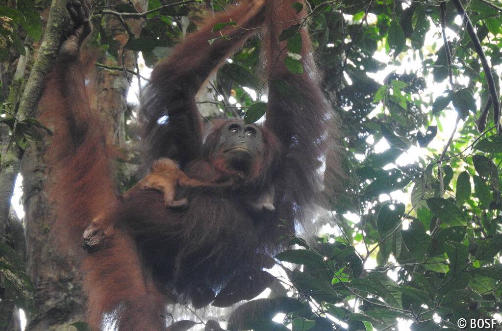 Zum Jahres­wechsel: Ein weiteres Baby im Regenwald