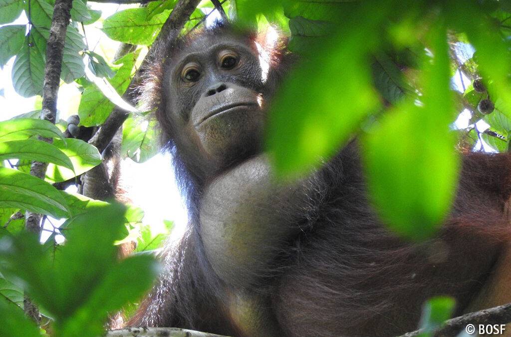 Auch der wildeste Orang-Utan braucht mal Hilfe