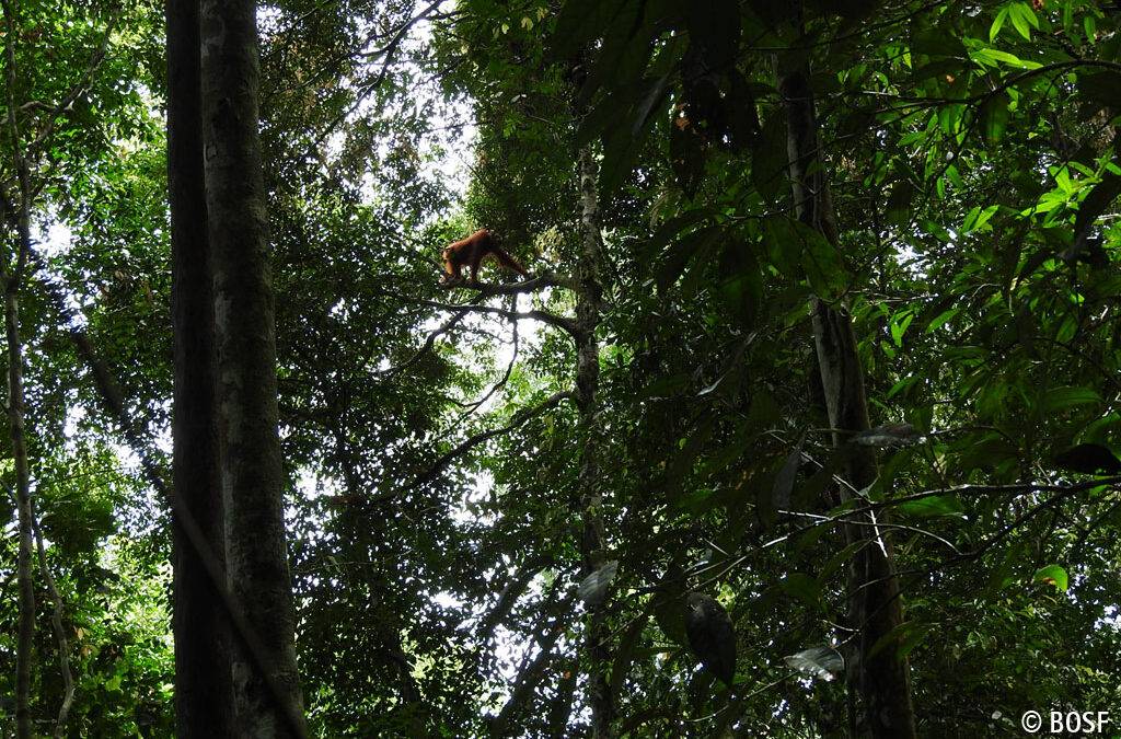 Drei Damen im Wald