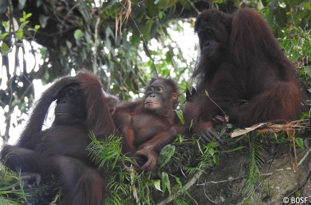 Orang-Utan-Rettung im Alleingang?