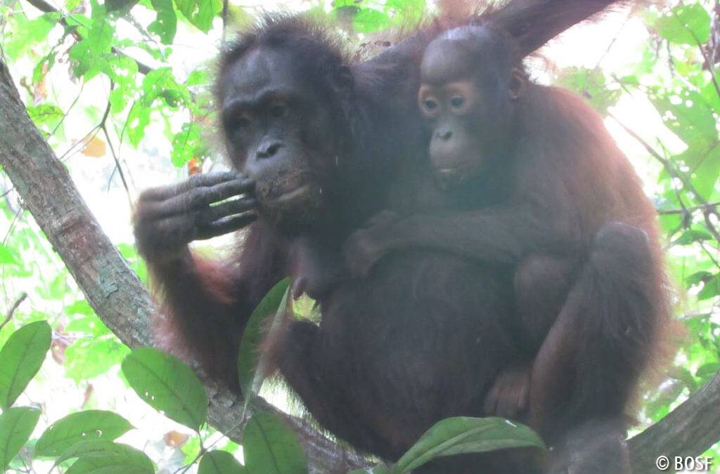 Was wir Menschen von den Orang-Utans lernen können