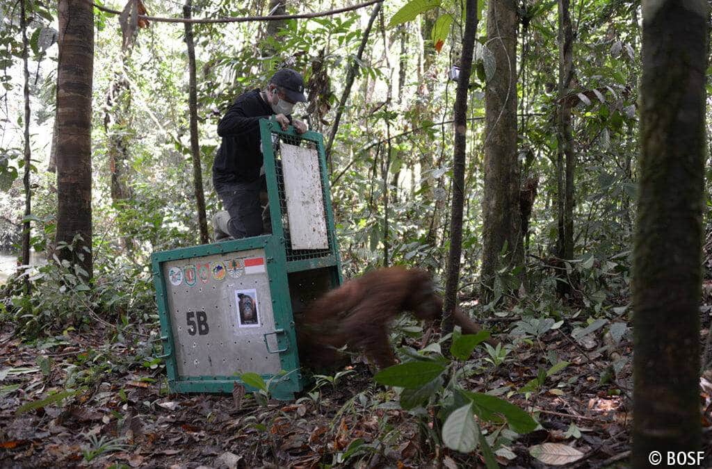 Frei­heit für sechs weitere Orang-Utans