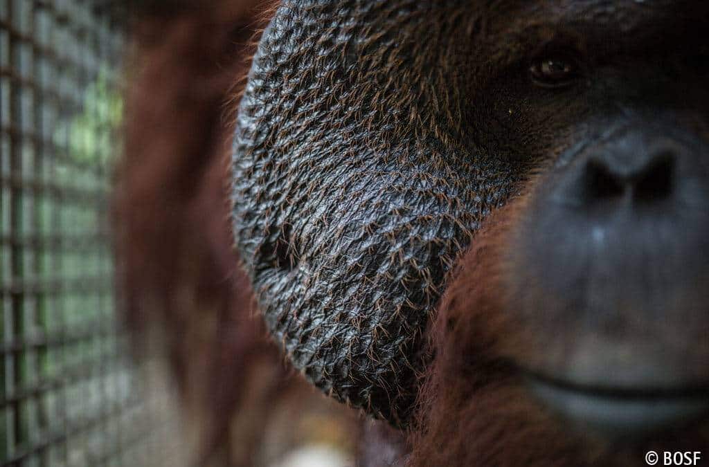 #Oran­gut­an­Freedom — Gewinne eine Reise nach Borneo