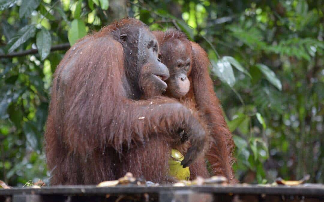 Orang-Utans können über die Vergan­gen­heit sprechen