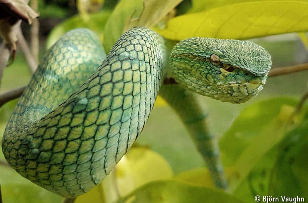 Tiere aus Kali­mantan: Die Asia­ti­sche Pitviper