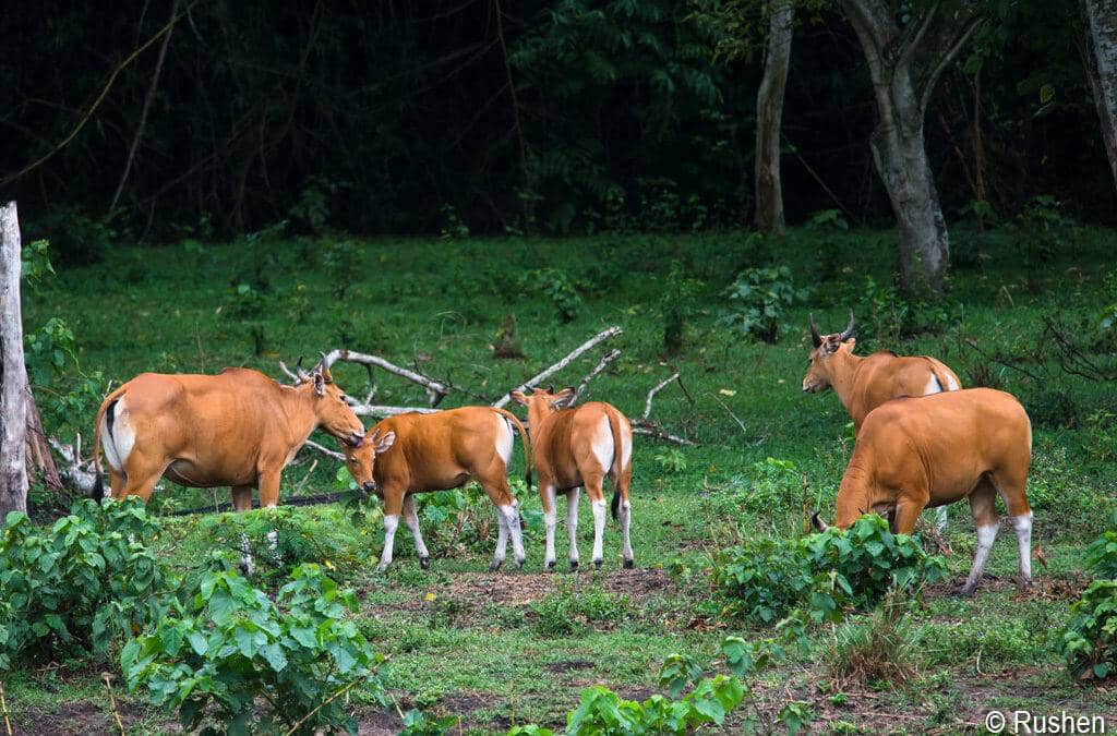 Tiere aus Kali­mantan: Der Banteng