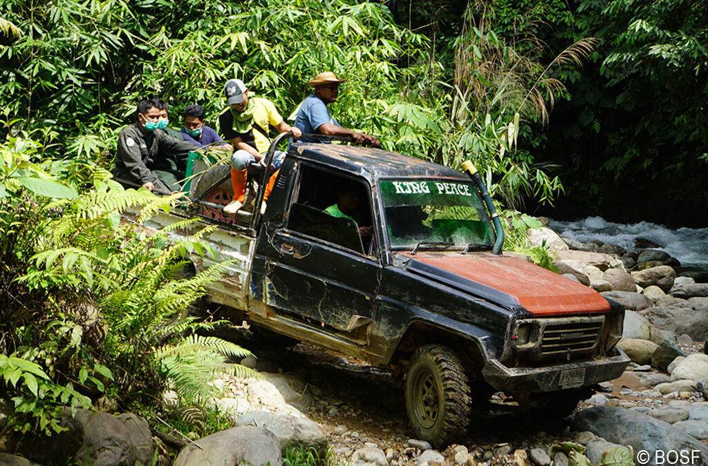 BOS hat jetzt über 400 Orang-Utans ausgewildert!