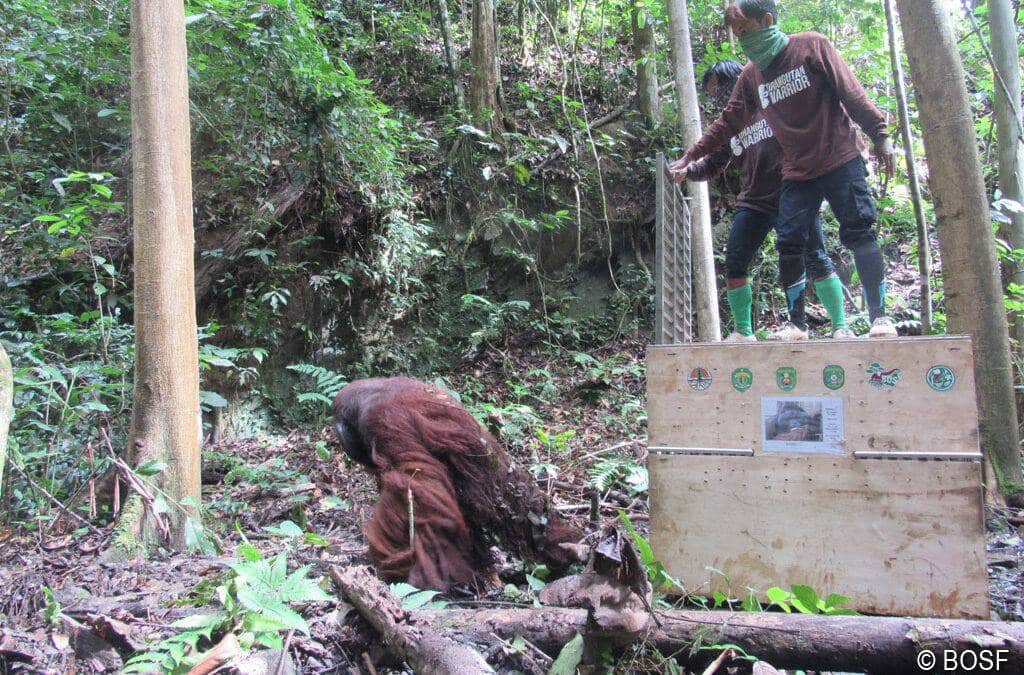 Die 100 geknackt im Schutz­wald von Kehje Sewen