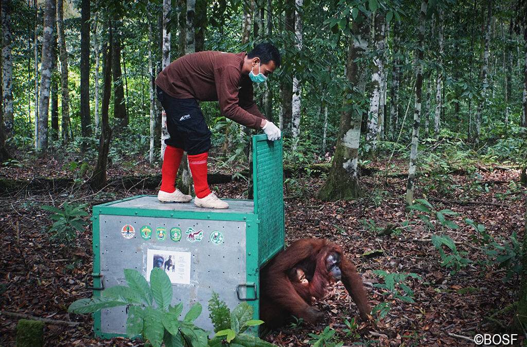 Von der Show­bühne in den Regen­wald – Orang-Utan-Familie nach Reha­bi­li­ta­tion ausgewildert