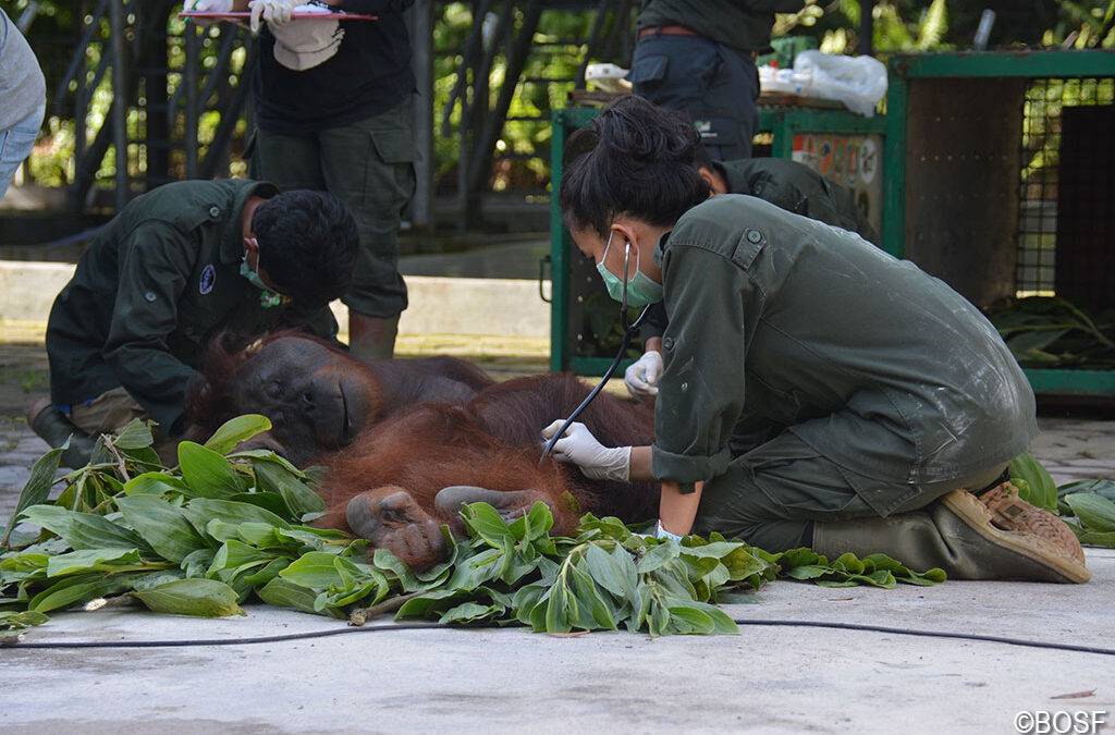 Unser größtes Weih­nachts­ge­schenk: Elf Orang-Utans ausgewildert