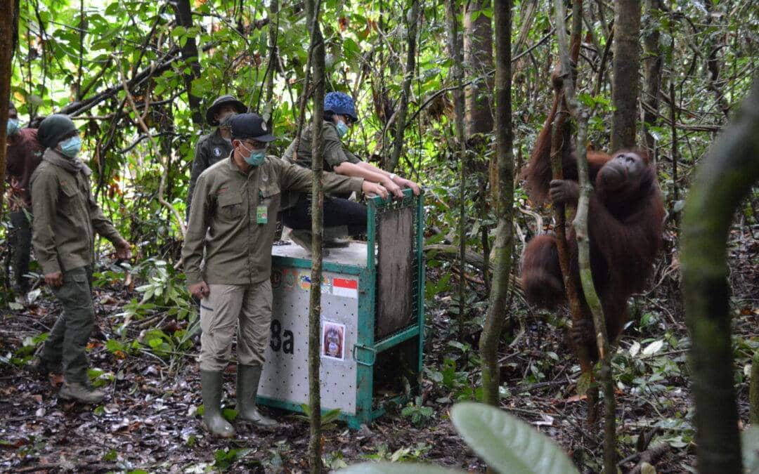 Drei weitere Orang-Utans frei