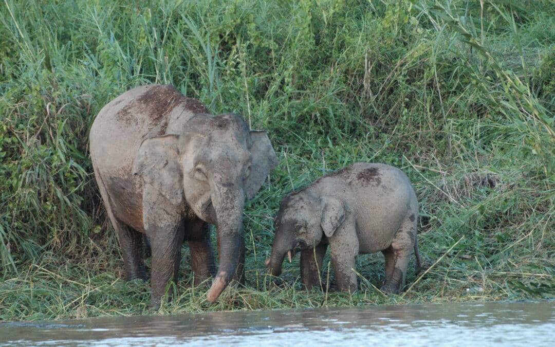 Tiere aus Kali­mantan: Der Borneo-Zwergelefant