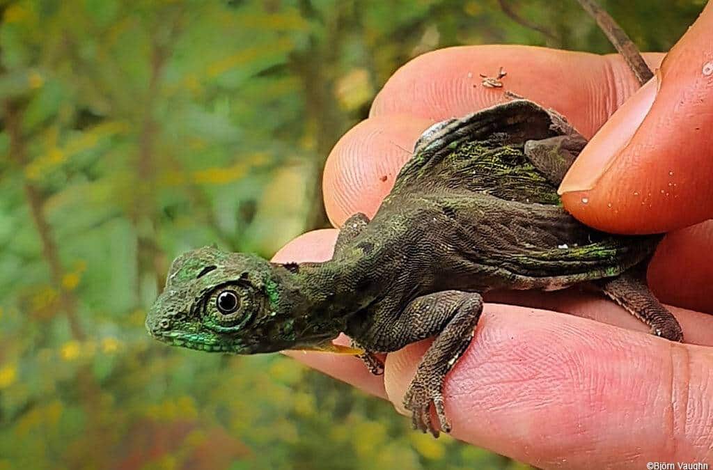 Tiere aus Kali­mantan: Flugdrachen