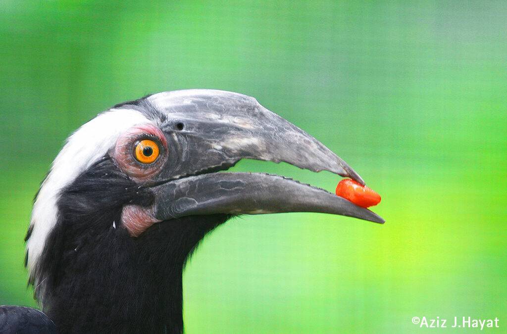 Tiere aus Kali­mantan: der Malaien-Hornvogel