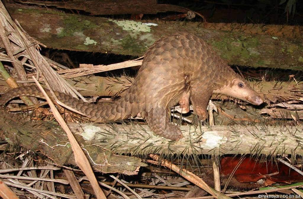 Tiere aus Kali­mantan: Das Sunda-Pangolin