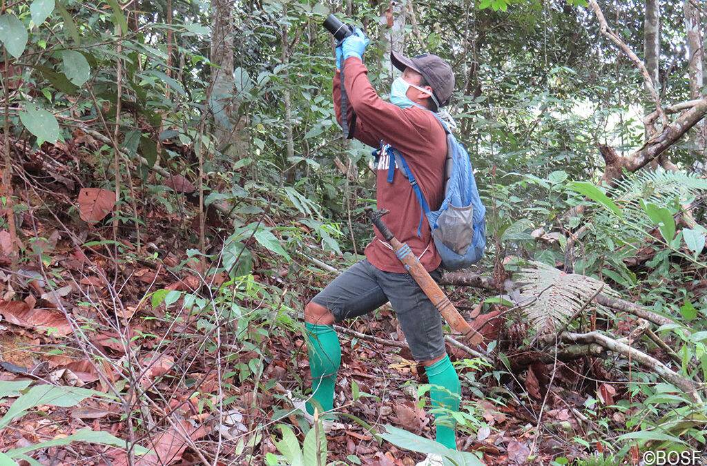 Orang-Utan-Beob­ach­tung für Einsteiger