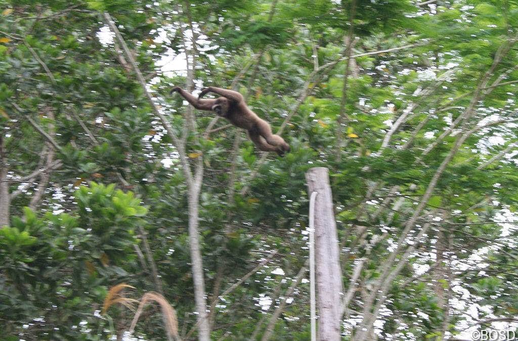 Tiere aus Kali­mantan: Der Gibbon