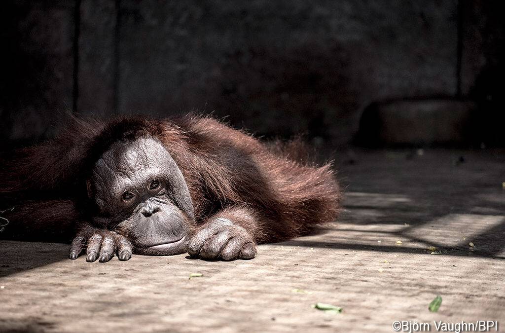 Orang-Utans im Spiel­feld der Zoos, deren Gegner und eine Wette