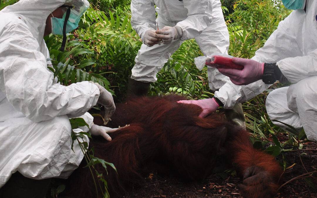 BOS-Geschäfts­führer Daniel Merdes: “Orang-Utan-Schutz im Ausnahmezustand”