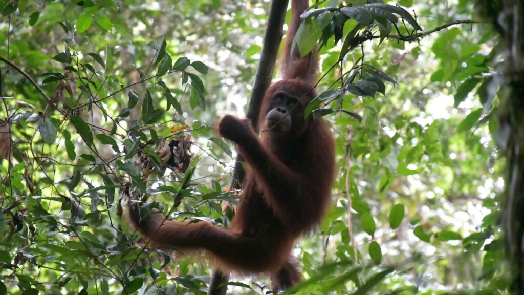 Orang-Utan Kejora geniesst die ersten Stunden nach der Auswilderung