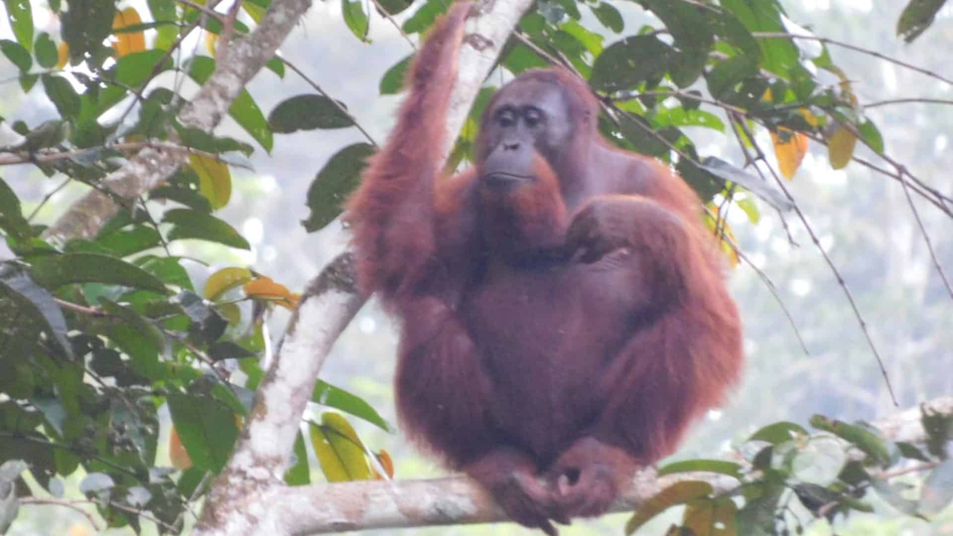 Männlicher Orang-Utan Mail im Regenwald