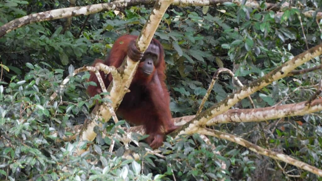 Männlicher Orang-Utan Mail im Regenwald