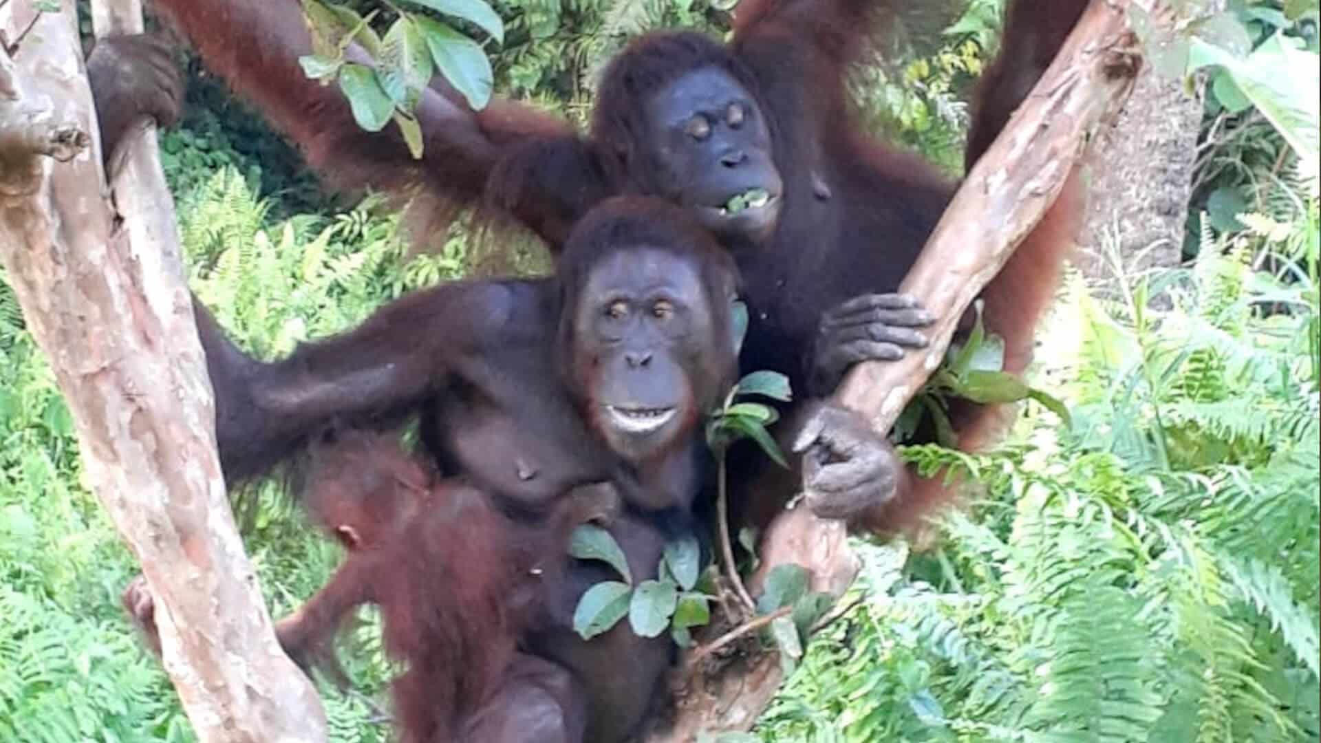 Orang-Utans Indonesia und Tree mit ihrem Baby