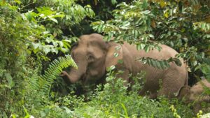 Elefant im Sabah Gebiet