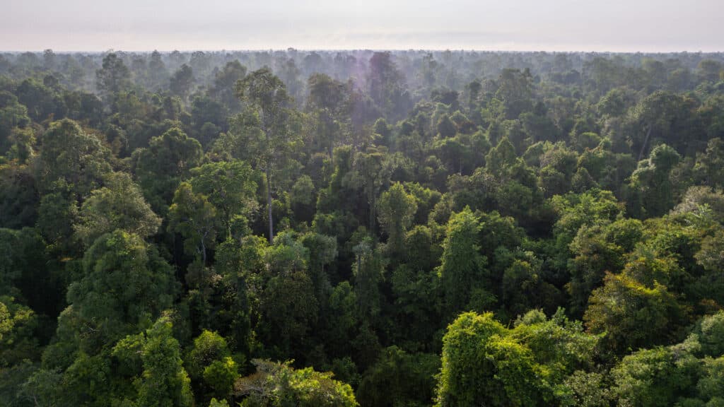 Regenwald auf Borneo