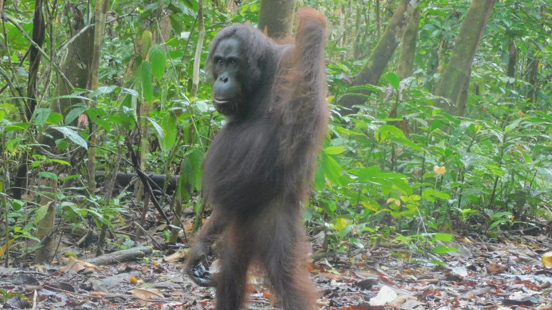Orang-Utan-Weibchen im Regenwald steht aufrecht