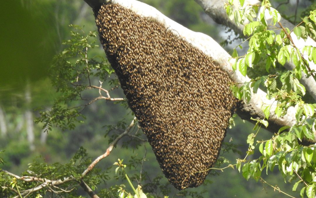 Honig von wilden tropi­schen Bienen