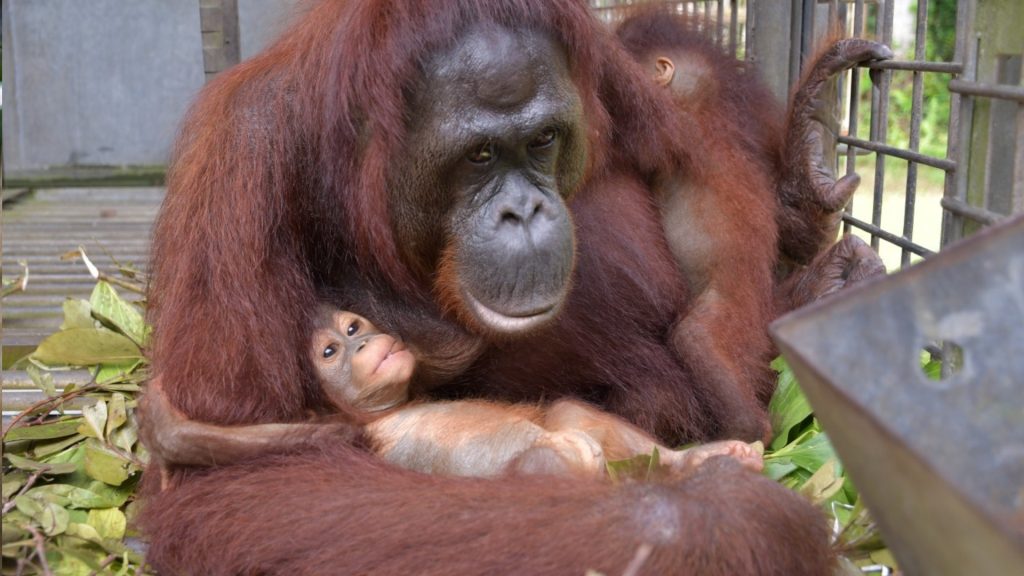 Orang-Utan-Mutter im Käfig mit zwei Babys