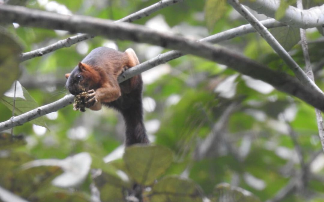 Das Riesen­hörn­chen von Borneo