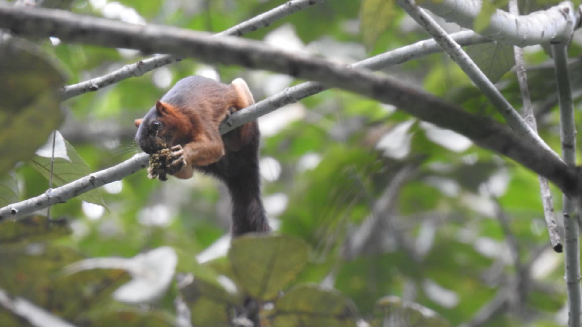 Riesenhörnchen Ratufa Affinis