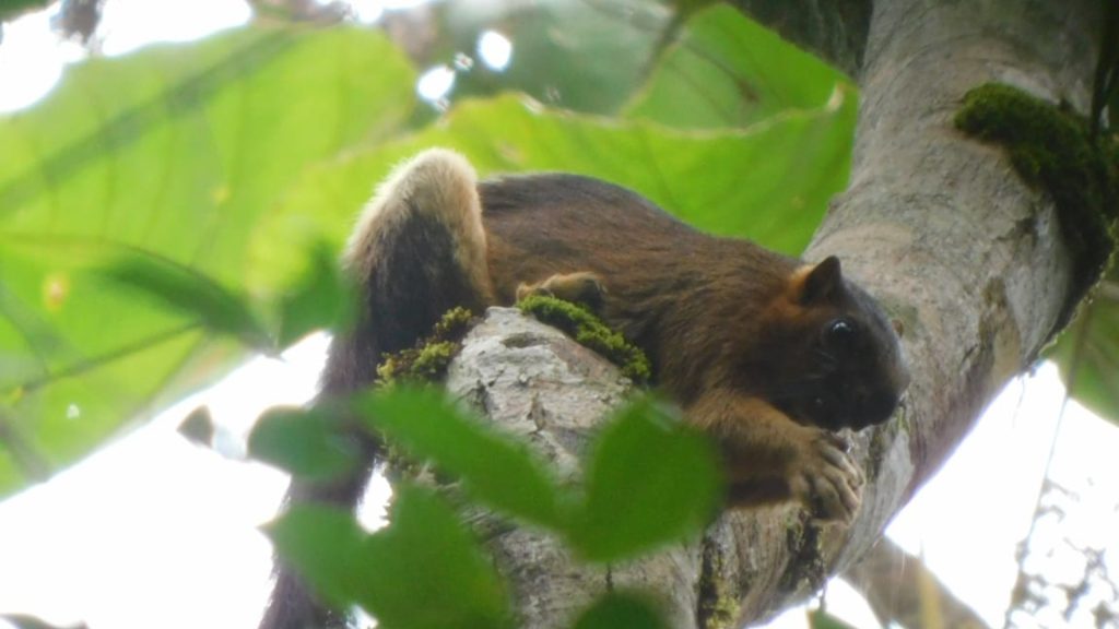Riesenhörnchen Ratufa Affinis