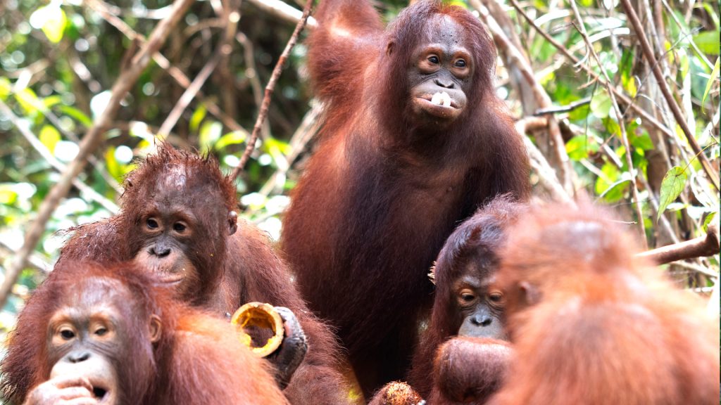 Orang-Utan Waldschülerin Topan und Mitschüler