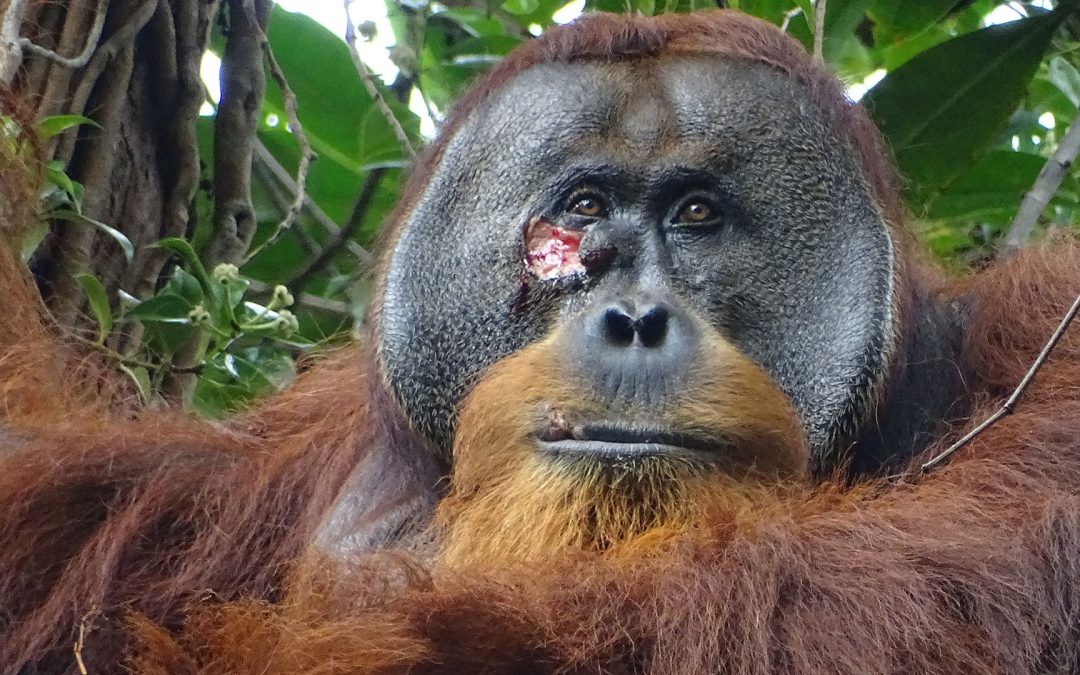Orang-Utans verwenden Pflaster