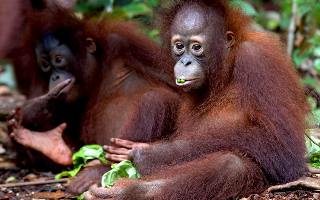 Wenn kleine Orang-Utans kränkeln