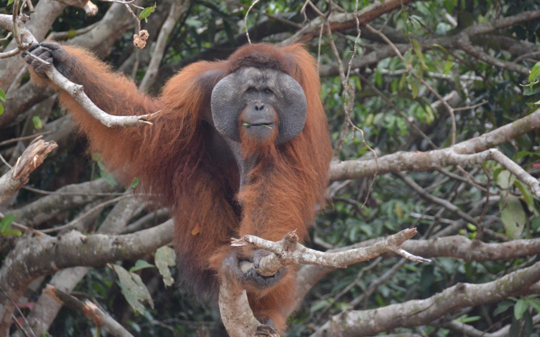 Männ­liche Orang-Utans wie Touris unterwegs