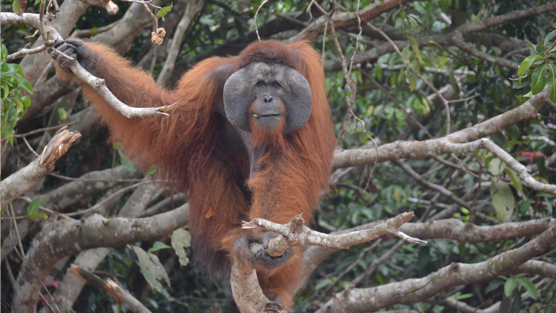 Männlicher Orang-Utan im Regenwald