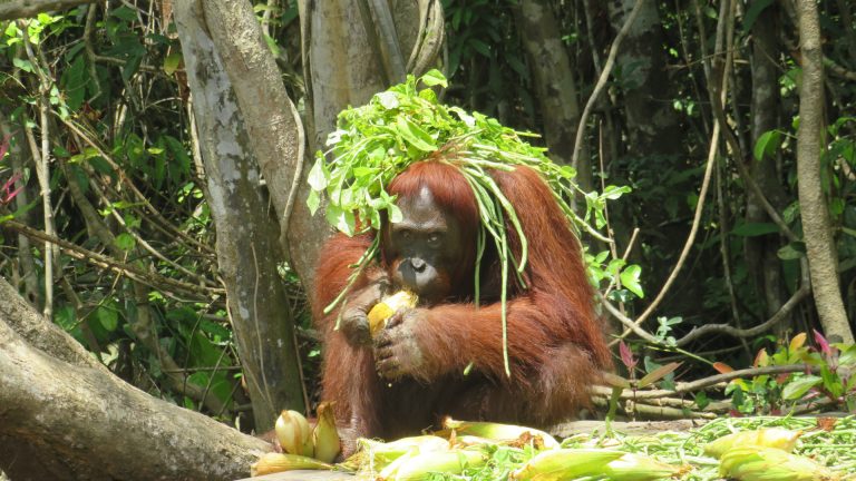 Orang-Utan nutzt Blätter als Sonnenschutz auf dem Kopf