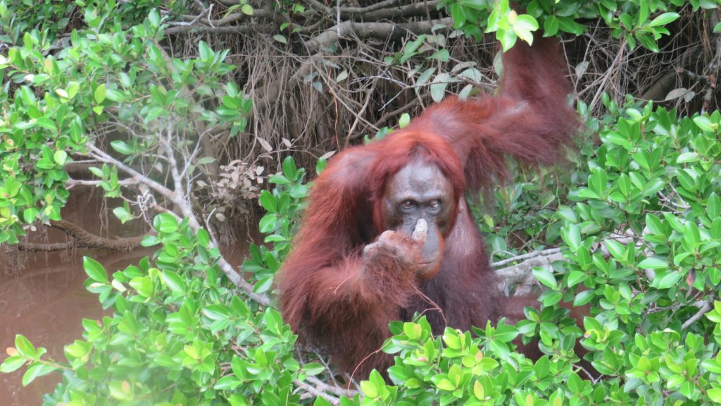 Orang-Utan im Geäst auf Vorauswilderungsinsel